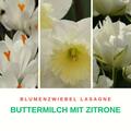 Blumenzwiebel Lasagne ?Buttermilch mit Zitrone?, Tulipe ,gef�llte Tulpe Tacoma, Narziisse Narcissus 'Tacoma', Crocus vernus 'Jeanne d'Arc', Krokus 