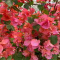 Bougainvillea glabra Scarlett O?Hara, Drillingsblume