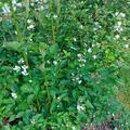 Brombeere Original Navaho�, Rubus fruticosus