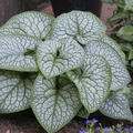 Brunnera macrophylla 'Jack of Diamonds', Kaukasus vergissmeinnicht