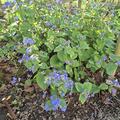 Brunnera macrophylla, Brunnera macrophylla