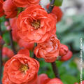 CHAENOMELES MANGO STORM korr