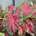 Buntblatt, Caladium 'Royal Flush'