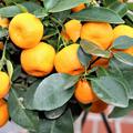 Calamondin