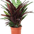 Calathea insignis, Busch, im 27cm Topf, H�he 80cm, Breite 65cm