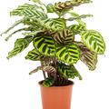 Calathea makoyana, Busch, im 17cm Topf, H�he 50cm, Breite 35cm