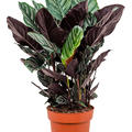 Calathea sanderiana, Busch, im 24cm Topf, H�he 80cm, Breite 60cm