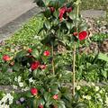 Camellia japonica 'Black Lace', Klassisch rote, gef�lltbl�hende Kamelie