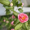 Camellia japonica 'Mrs. Tingley', zartrosa Kameliendame, sch�ner als jede Rose 