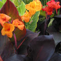 Tropicanna Mix