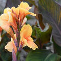 Canna indica 'Apricot Dream' Blumenrohr