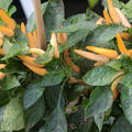 Chili, OpenSky, Freilandchili, Capsicum, SR_22002_01, quer