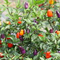 Chili, OpenSky, Freilandchili, Capsicum, SR_22007_012