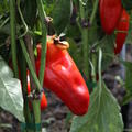 Paprika, Snackpaprika, OpenSky, Freilandpaprika, Speedy Helvetia