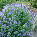 Caryopteris clandonensis Blue Balloon, Bartblume, Kordes