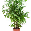 Caryota mitis (130-170), Busch, im 27cm Topf, H�he 150cm, Breite 65cm