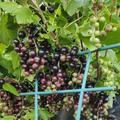Cassissima� Black Marble, Ribes nigrum
