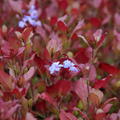 Ceratostigma plumbaginoides