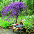 Kanadischer Judasbaum 'Lavender Twist' (Cercis canadensis)
