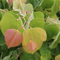 Cercis canadensis Rising Sun, Kanadischer Judasbaum Laub