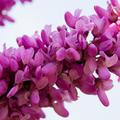 Cercis siliquastrum