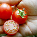 Cocktailtomate Cerise rot BIO