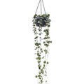 Ceropegia woodii, Ranker, im 14cm Topf, H�he 40cm, Breite 16cm