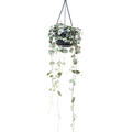 Ceropegia woodii 'Variegata', Ranker, im 11cm Topf, H�he 20cm, Breite 12cm