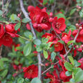 Chaenomeles superba Crimson and Gold, Zierquitte
