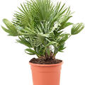 Chamaerops humilis 'Vulcano', Busch, im 27cm Topf, H�he 80cm, Breite 50cm