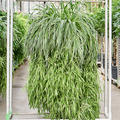 Chlorophytum comosum 'Ocean' XXLChlorophytum comosum 'Ocean', Ampel, im 35cm Topf, H�he 100cm, Breite 80cm