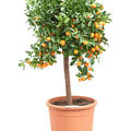 Citrus calamondin, Stamm, im 38cm Topf, H�he 160cm, Breite 65cm