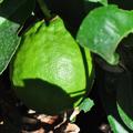 Citrus ponderosa (Citrus limon x Citrus medica), Bl�te im Winterquartier, Amerikanische Wunderzitrone