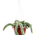 Cleistocactus colademononis, Ranker, im 17cm Topf, H�he 30cm, Breite 20cm