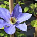 Clematis 'Fujimusume' eine Biene auf der Bl�te