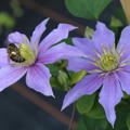 Clematis 'Justa' helle, klare Bl�tenfarbe