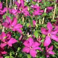 Rote Bl�ten der Clematis 'Kommerei'
