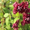 Purpurea Plena Elegans' gef�llte Klematissorte