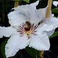 Clematis 'Snow Queen' mit einer Biene