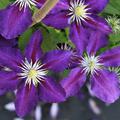 Waldrebe 'Vagabond'  tiefviolette Bl�ten
