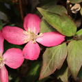 Clematis bl�ht in rosa