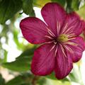 Waldrebe 'Ville de Lyon' rote Bl�ten