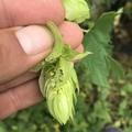 Hopfenpflanze 'Comet' (Humulus lupulus)