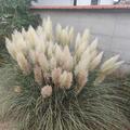 Cortaderia selloana 'Sunningdale Silver', Cortaderia selloana 'Sunningdale Silver'