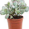 Cotyledon orbiculata, Verzweigt, im 21cm Topf, H�he 50cm, Breite 30cm