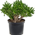Crassula ovata 'Horntree', im 23cm Topf, H�he 50cm, Breite 35cm