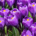 Krokus 'Remembrance'