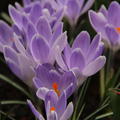 Krokus 'Vanguard' 