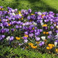 Krokus-Mischung  grossblumige