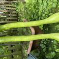 Cucurbita moschata 'Trombolino', Keulenk�rbis knapp 1 Meter und sehr lecker 